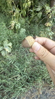 IMG 033289