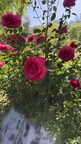 IMG 0516