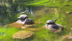 IMG 0513