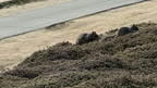 IMG 0884